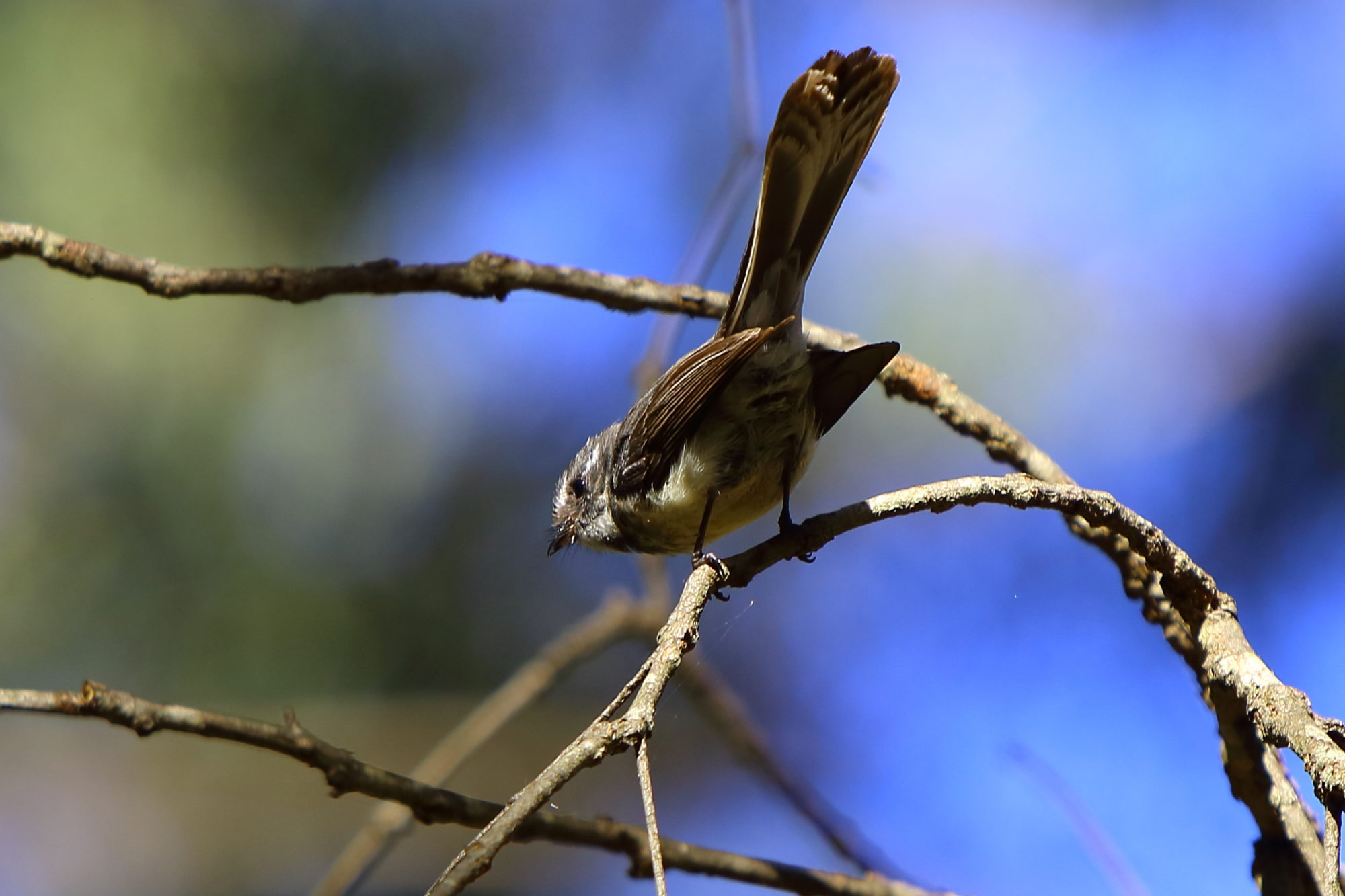 Birds of Western Australia – Full Steam Ahead – Travel blogger